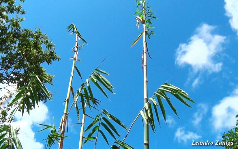BAMBU2